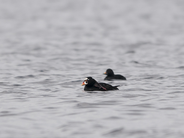 Pilkkaniska, Surf Scoter, Melanitta perspicillata